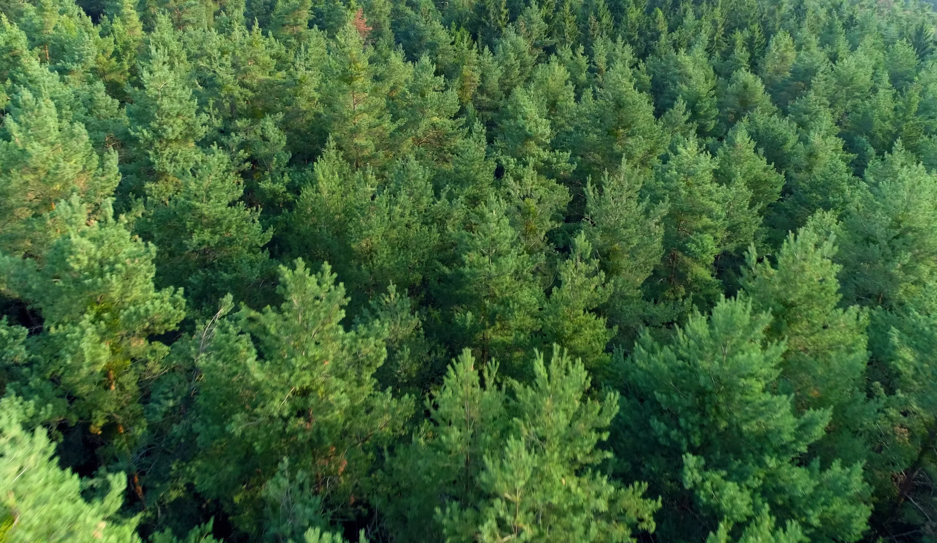Frequently Asked Questions About Tree Services in Fredericksburg, VA